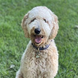 Goldendoodles from Greenhouse Goldendoodles