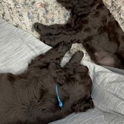 Boykin Spaniel Puppies from White Acres
