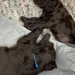 Boykin Spaniel Puppies from White Acres