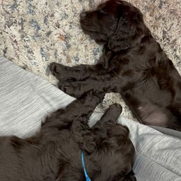 Boykin Spaniel Puppies from White Acres