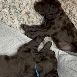 Boykin Spaniel Puppies from White Acres