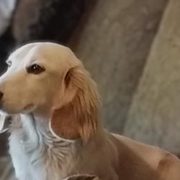 Alexander - Dachshund