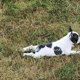 Boston Terrier and French Bulldog Puppies from Freedom Bostons