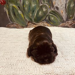 Cocker Spaniel Puppies from 4D