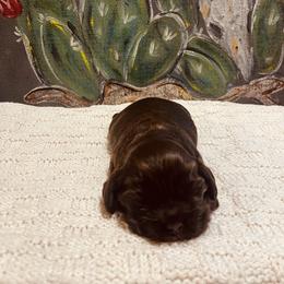 Cocker Spaniel Puppies from 4D
