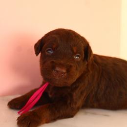Dark pink collar - Chocolate female Labradoodle puppy in Apache Junction, Arizona from Loving Doodle