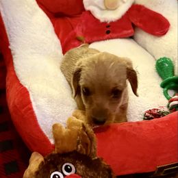 Boy 4 - Wheaten male Dachshund puppy in Sunman, Indiana from Whitney’s Weiners