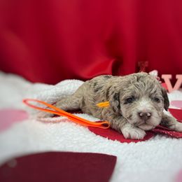 Boy 2 - Red merle Aussiedoodle puppy in Leitchfield, Kentucky from Salt River Kennels