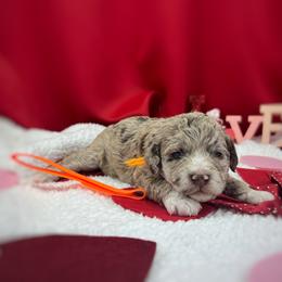 Boy 2 - Red merle Aussiedoodle puppy in Leitchfield, Kentucky from Salt River Kennels