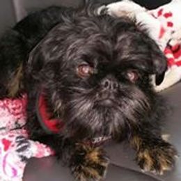 Brussels Griffons from Purple Moon Pups