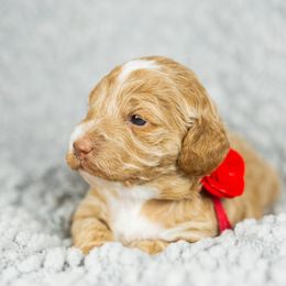 Girl 4 - Goldendoodle puppy in Riverton, Utah from Utah Doodlebug