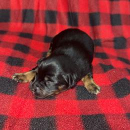 Beast - Black tri male Miniature Australian Shepherd puppy in Liberty, Mississippi from Liberty Oaks Aussies and Dachshunds