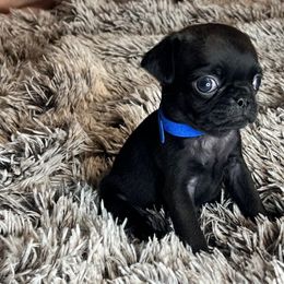 “Ian” Dark Blue Collar Boy - Pug puppy from Bear Mountain Farms