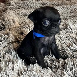 “Ian” Dark Blue Collar Boy - Pug puppy from Bear Mountain Farms