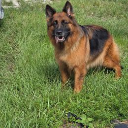 Ember Von Haus Der Sicherheit - Black and red female German Shepherd puppy in Springport, Indiana from Seaside Shepherds