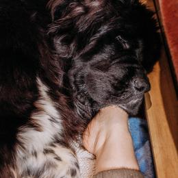 Newfoundland Puppies from Kinson Ridge Giants