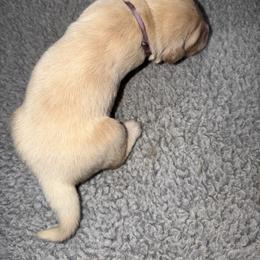 Hedwig - Light golden female Golden Retriever puppy in Orange City, Florida from Sidekick Retrievers