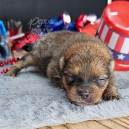Pepper's Smells Like Teen Spirit - Spirit - Red sable female Pomeranian puppy in Plant City, Florida from Pepper's Pomeranians