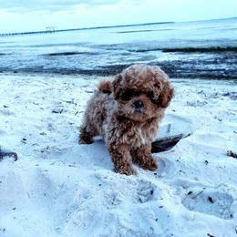 Maltipoo Puppies from Little Cupcakes and Little Punkins Maltipoos