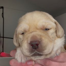 Sally - Yellow female Labrador Retriever puppy in Cleveland, Ohio from Brookside Labrador Retrievers