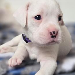 Girl 3 - White female Boxer puppy in Howey In The Hills, Florida from Bayla Belle & Blossom's Boxers