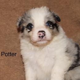 Mr Potter - Blue merle male Border Collie puppy in Crawfordsville, Indiana from Rescued Dreams Border Collies