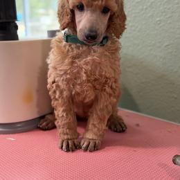 Bliss - Apricot female Poodle puppy in Brooksville, Florida from Ariella Standard Poodles & Chinese Cresteds