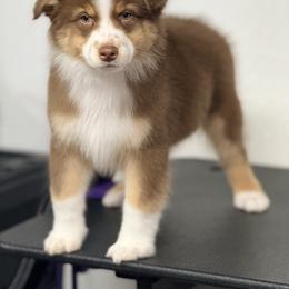 Inferno - Red tri-color male Australian Shepherd puppy in Greeneville, Tennessee from Storm Shine Australian Shepherds