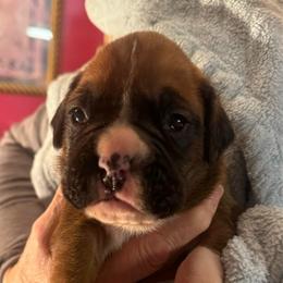 Jim Beam - Fawn male Boxer puppy in Elyria, Ohio from Just-A-Wyn Boxers