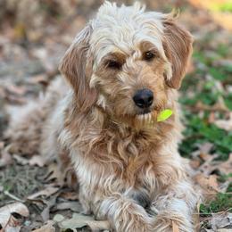 Destiny - Goldendoodle