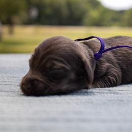 Gemma - Chocolate and cream female Dachshund puppy in Excel, Alabama from CJ’s Little Palace