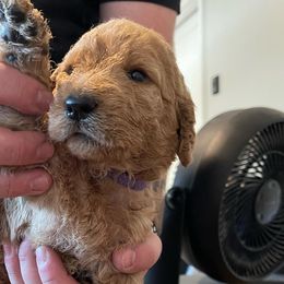 Girl 2 - Labradoodle puppy in Sandy, Utah from Vals Doodles