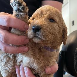 Girl 2 - Labradoodle puppy in Sandy, Utah from Vals Doodles
