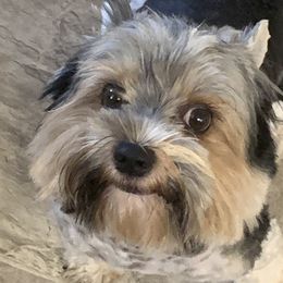 Biewer Terriers and Yorkshire Terriers from Southern Georgia Yorkies and biewers