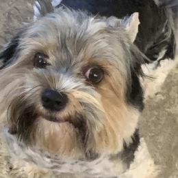 Biewer Terriers and Yorkshire Terriers from Southern Georgia Yorkies and biewers