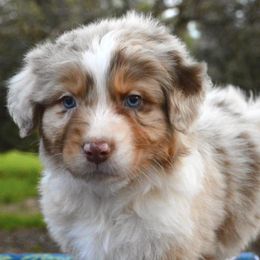 Australian Shepherds from KT’s Aussies