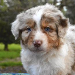 Australian Shepherds from KT’s Aussies
