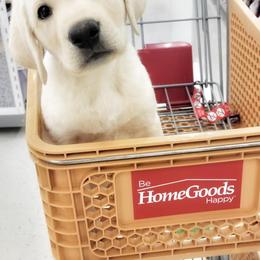 Labrador Retriever Puppies from Krys Ruth