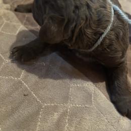 Boy ( gray) - Chocolate male Labradoodle puppy in Lowville, New York from Pleasant View Labradoodles and micro cockapoos
