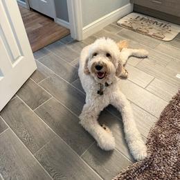 Ruffle - Goldendoodle