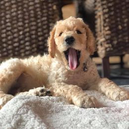 French Bulldogs and Goldendoodles from Frankie’s Frenchies
