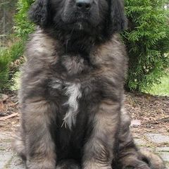 Leonbergers from Kalahari Leonbergers