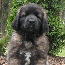 Leonbergers from Kalahari Leonbergers