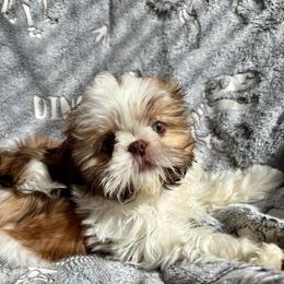 Thalia (AKC) - Tricolor female Shih Tzu puppy in Las Vegas, Nevada from Vegas Shih Tzus