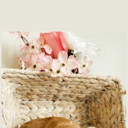 Aussiedoodle and Goldendoodle Puppies from Utah Faith Doodles