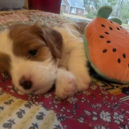 Luna - Blenheim female Cavapoo puppy in Newport, North Carolina from Crystal Coast Cavapoodles