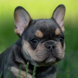 American Bullies and French Bulldogs from Nitro’s Bullies