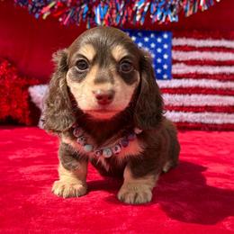 Bliss - Chocolate and cream female Dachshund puppy in Lincoln, Arkansas from Red Dirt Dachshunds