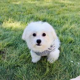 Jasper - White male Mal-Shi puppy in Morehead, Kentucky from Paw Perfect Pets