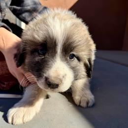 Vincent- gray - Badger male Colorado Mountain Dog puppy in Cotopaxi, Colorado from Once Upon A Moose (OUM)